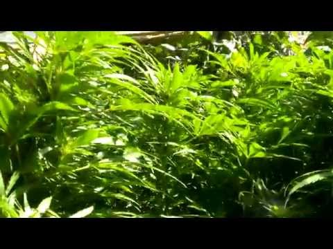 Outdoor Marijuana Garden Update and Roof Raising