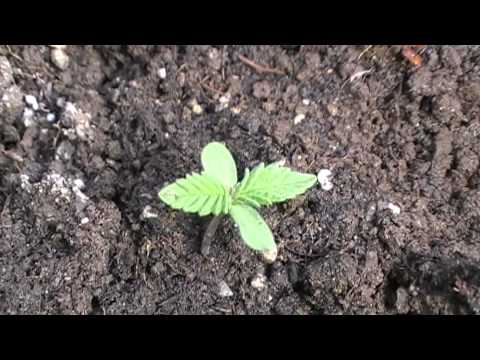 Marijuana: Growing outdoor 1 week