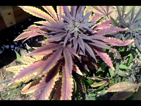 marijuana outdoor spring crop and questions