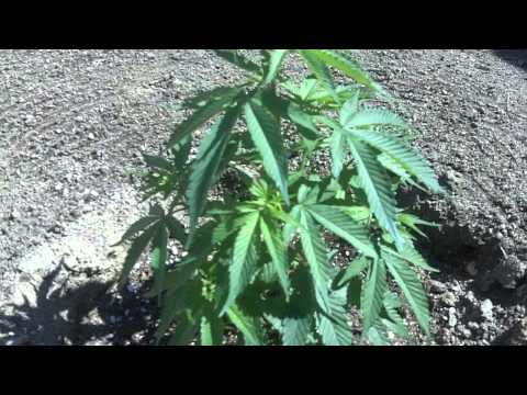 California Outdoor Medical Marijuana Grow 2011 4/10/11