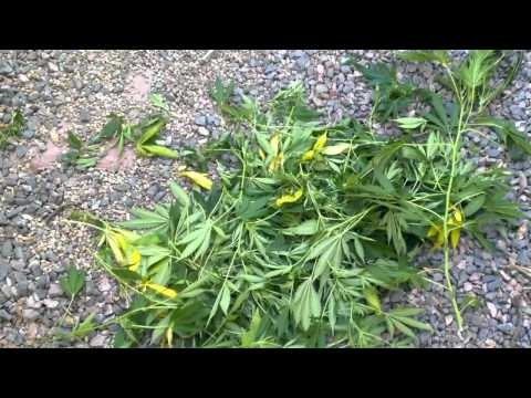 Pruning Marijuana 30 Days Into Flowering