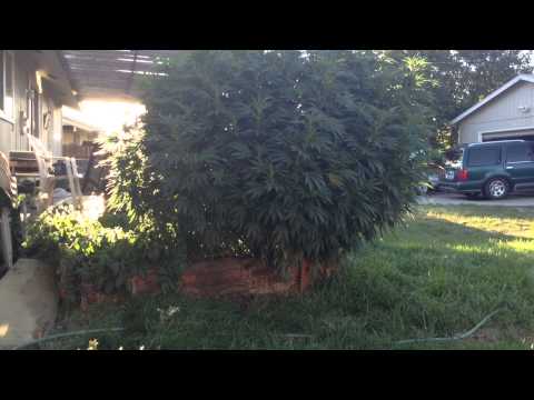 Huge white Maui marijuana plant outdoor
