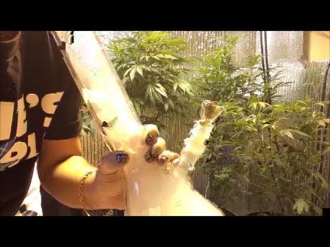 How To Hit A Bong ~ Bong Hits For Beginners