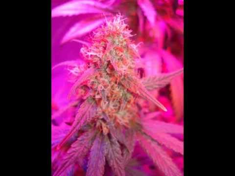 How To Grow BETTER Weed   Download THIS Marijuana Growing Guide TODAY