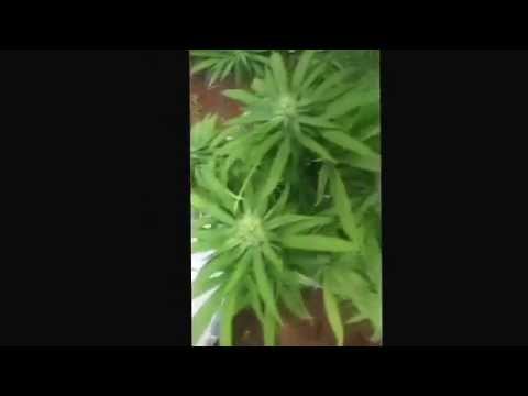 Nor cal marijuana outdoor grow (need help lol)