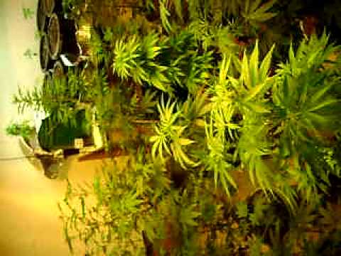 Growing marijuana with T5 and HPS