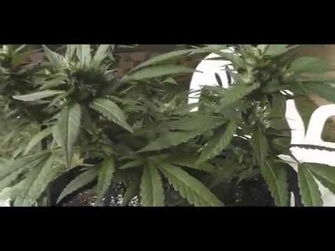 LCS Day 56 Part 1 Caterpillars and Crop Location