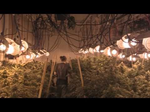 tokin daily: inside the Pink House Blooms warehouse