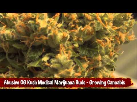 Abusive OG Kush MMJ Medical Marijuana Buds - Growing Cannabis
