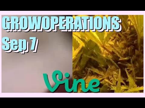 GROWOPERATIONS Best Vines Compilation - September 7, 2014 Sunday Night