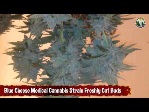 Blue Cheese Medical Cannabis Strain Freshly Cut Buds