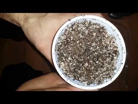 How to Grow Part 1, seed germination