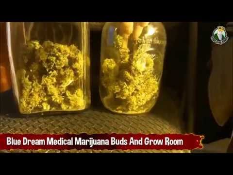 Blue Dream Buds And Grow Room MMJ Medical Marijuana Cannabis