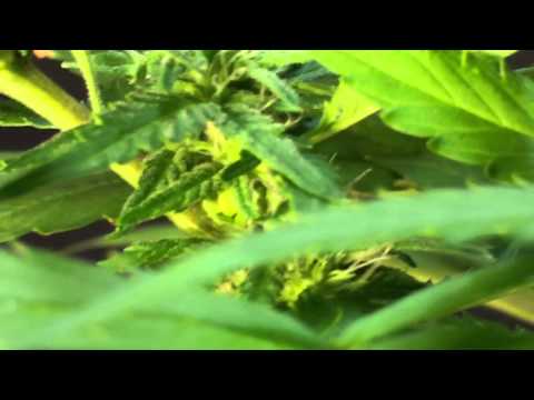 A Hermaphrodite Cannabis Plant