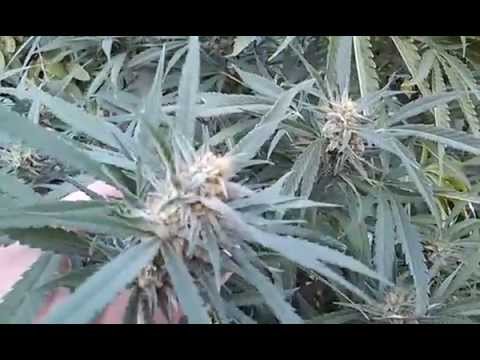 Outdoor Medical Marijuana Indica Plant In Southern California