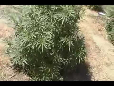 outdoor marijuana plant 8/2010