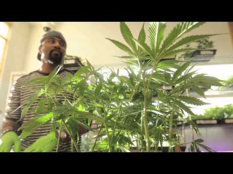 Can I grow medical marijuana here in Nevada?