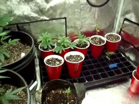 Indoor/Outdoor Medical Marijuana Grow