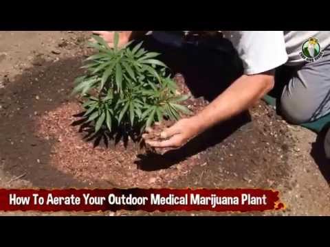 How To Aerate / Oxygenate Your Outdoor Medical Marijuana Plant - Growing Cannabis Outdoors