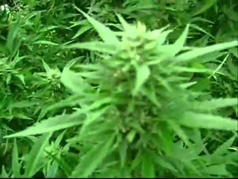 The Monster Marijuana Plant OUTDOOR GROWN 2007 Bone Thugs Smokin Budda