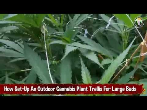 How Set up An Outdoor Cannabis Plant Trellis for Large Buds and Huge Marijuana Plants