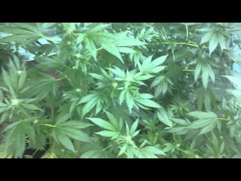 Out Door Jelly Bean & Little Blue Dream Marijuana Plants Starting to Flower (Sept. 2014)