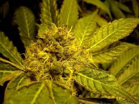 WeeK5UpdateOnMy5X5 medical marijuana grow tent