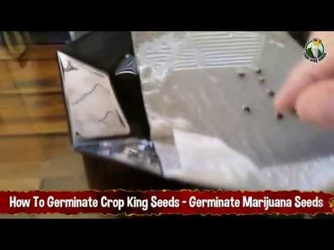How To Germinate Crop King Seeds - Germinate Marijuana Seeds