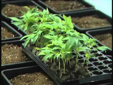 Marijuana - Top quality home growing how to grow weed