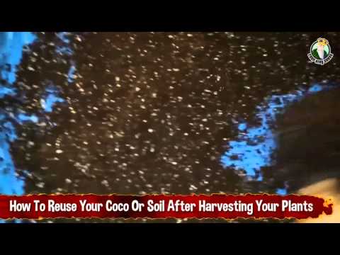 How To Reuse Your Coco Or Soil After Harvesting Your Cannabis Plant