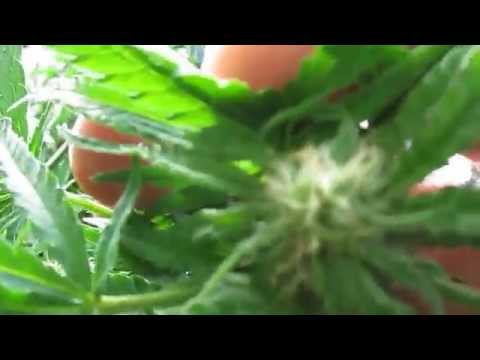 Cannabis Northern Ontario L.A. Widow from Kera seed co.