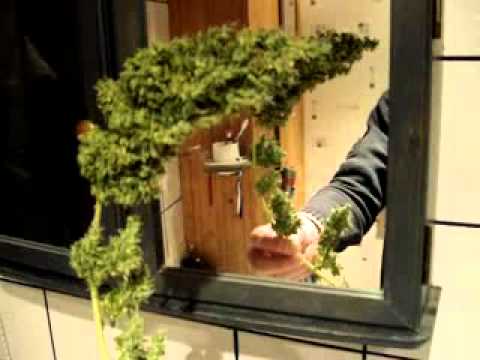 Indoor Growing - marijuana big bud