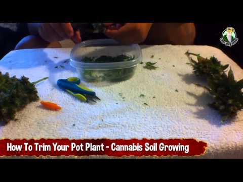 How To Trim Your Pot Plant - Cannabis Soil Growing
