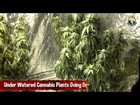 Under Watered Cannabis Plants Going Dry, MMJ Plants Drought