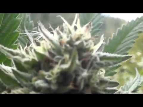 Cannabis Grow update Raskals OG