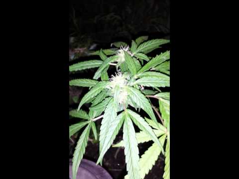 Frosty outdoor cannabis plant