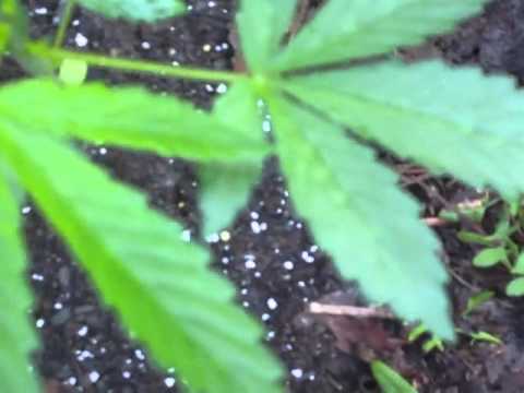 outdoor: marijuana plants