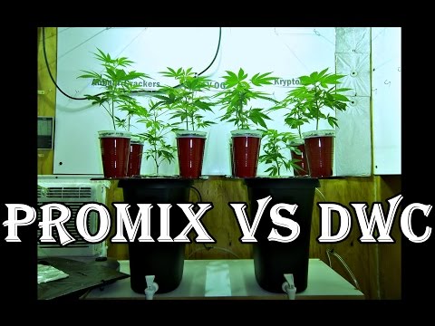 Skunk Labs Veg Update Promix vs DWC Day 14