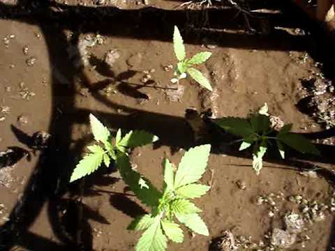 outdoor marijuana grow