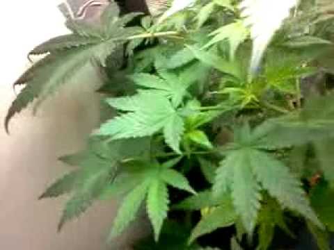 Aerogarden Cannabis Experiment