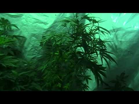 Time Lapse - Skunk #1 - Peace And Happy Growing !! Medical Marijuana Garden - Medi One
