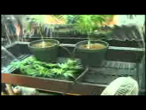 I Grow Chronic! (Cannabis Hydro Cultivation) 8/10