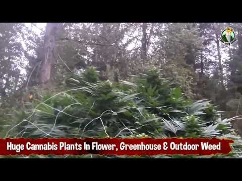 Huge Cannabis Plants In Flower, Greenhouse And Outdoor Weeds
