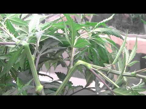 Green Ninja's Next Indoor Organic CFL Medical Marijuana Grow Part 7...Super cropping for SCROG