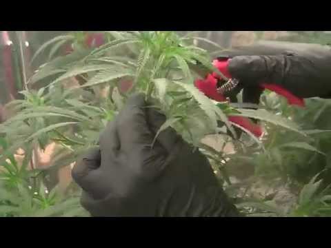 Green Ninja's Next Indoor Organic CFL Medical Marijuana Grow Part 4...Toping and pruning