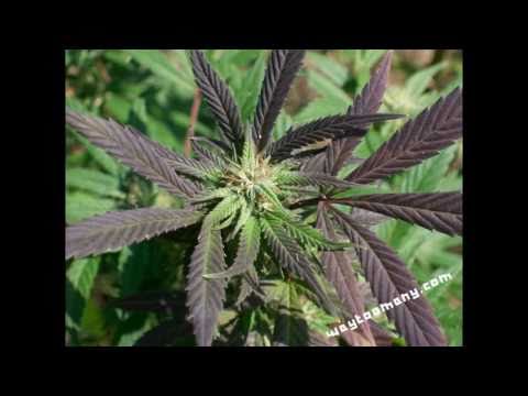 Marijuana pictures (HD) 720p