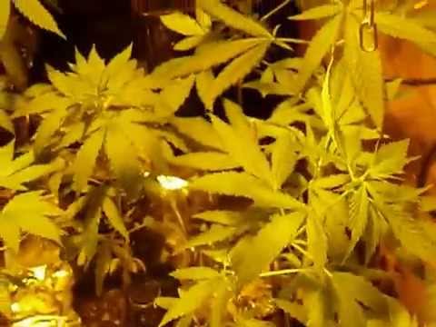 dutch amnesia grow room