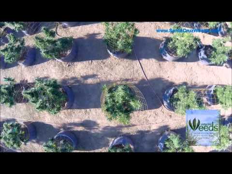 Santa Cruz Weeds Aerial Video Medicinal Marijuana