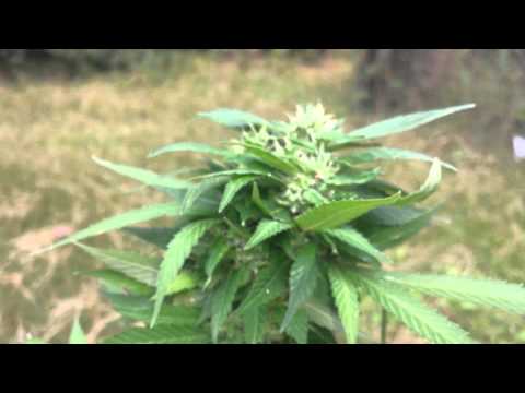 Outdoor marijuana grow 5 weeks into flowering