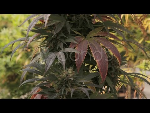 Medical Marijuana Plants 08. Stock Footage